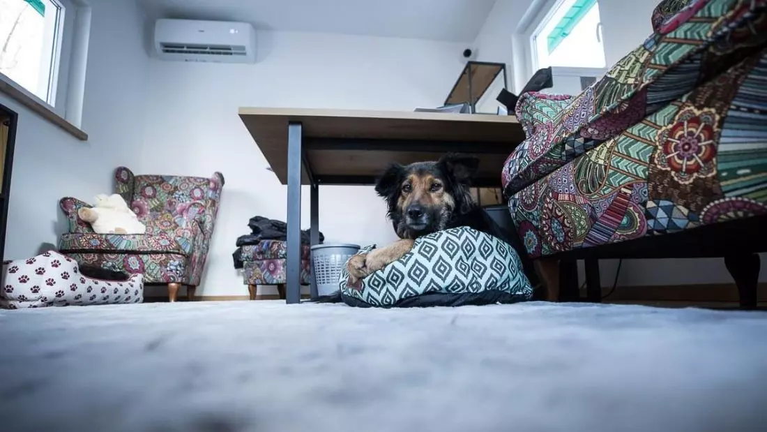  Widok na wnętrze
domku z Psiej Wioski