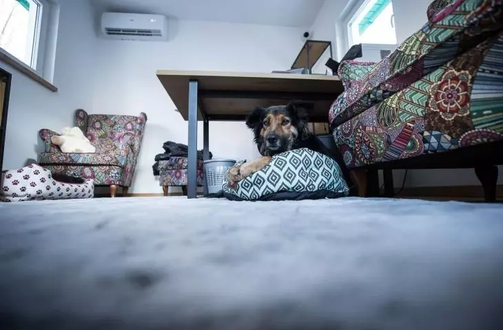 A view of the interior of the Dog Village house