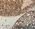 Organiczne formy mozaiki w lodziarni Jednorożec