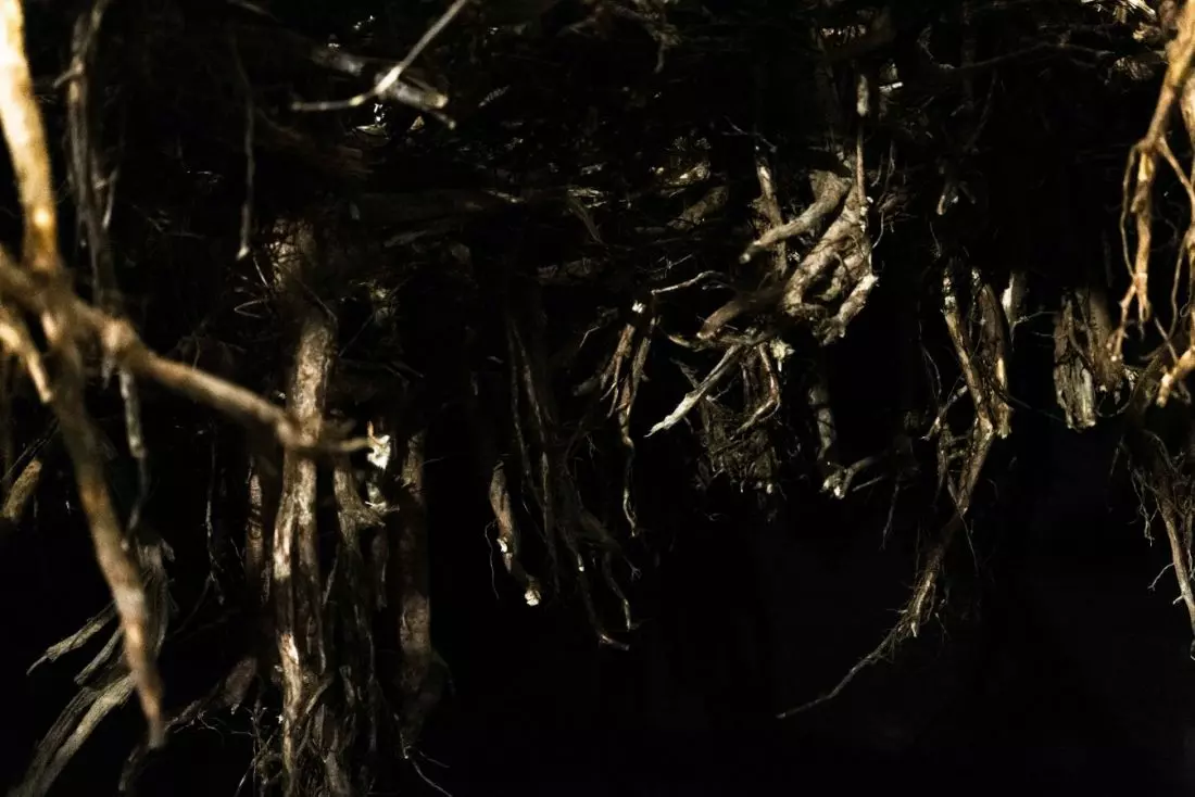 Rhizopolis
