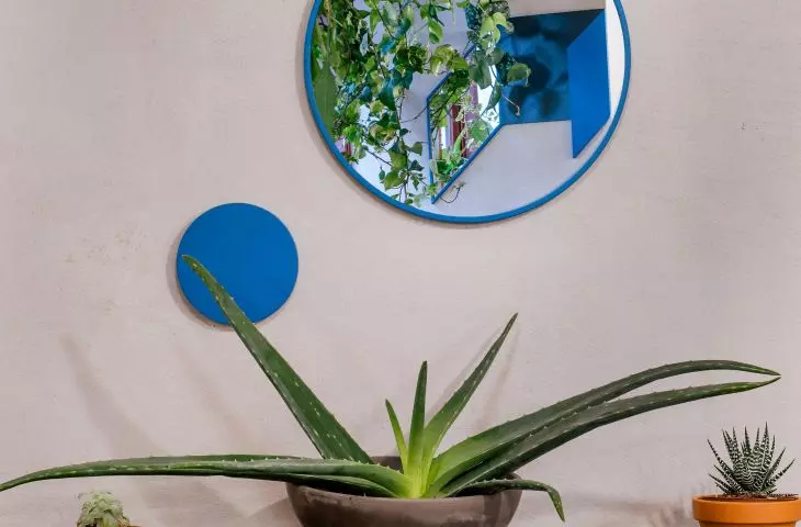 Plant accents