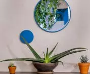 Plant accents