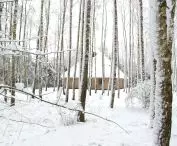 House tucked between the trees