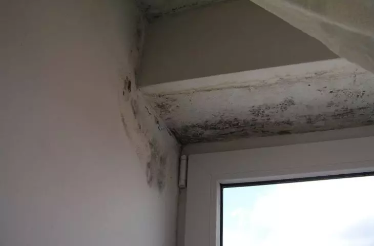 Renovario boards. Removal of moisture and mold from walls