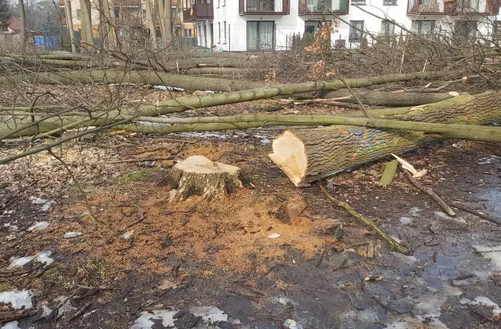 Wycinka drzew w Milanówki