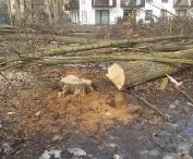 Tree cutting in Milanovka