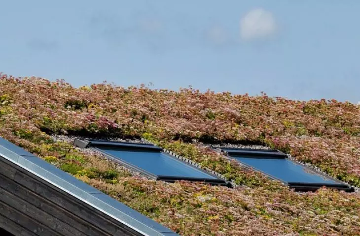 Green roof with windows 