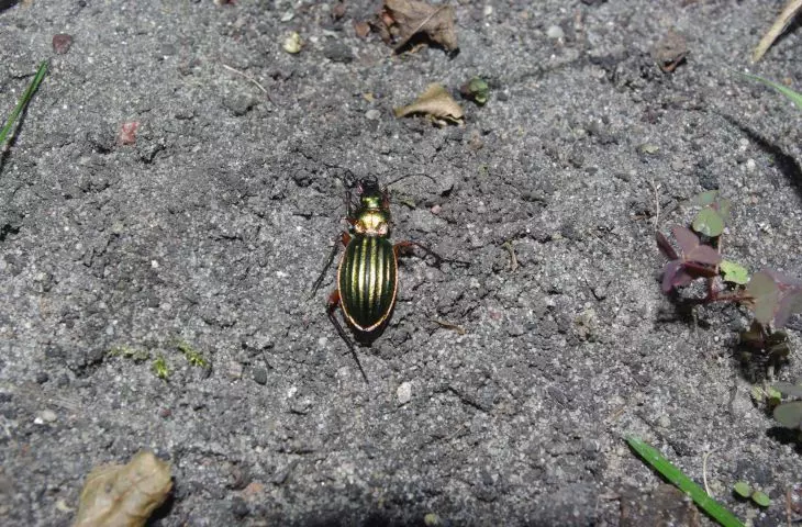 The protected green-gold runner that lives on the Snowy Mountains