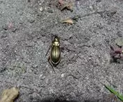 The protected green-gold runner that lives on the Snowy Mountains
