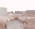 Water and rush vegetation carves out the space around the site