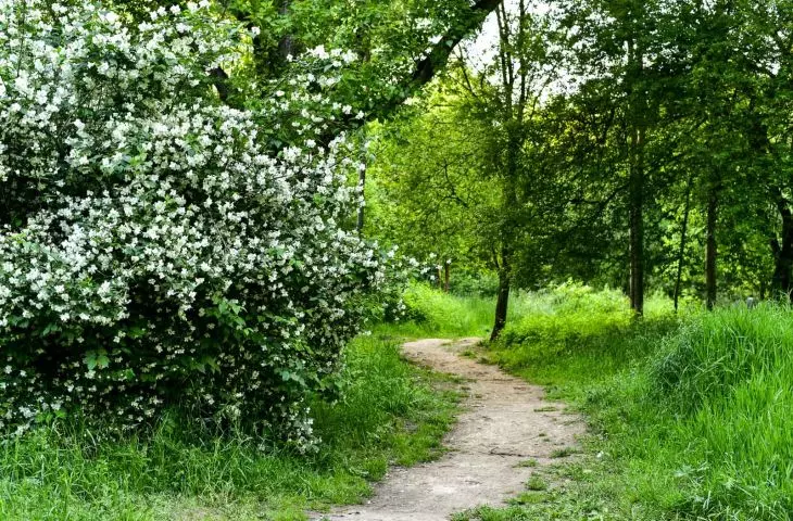 Park przed rozpoczęciem prac