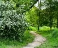 Park przed rozpoczęciem prac