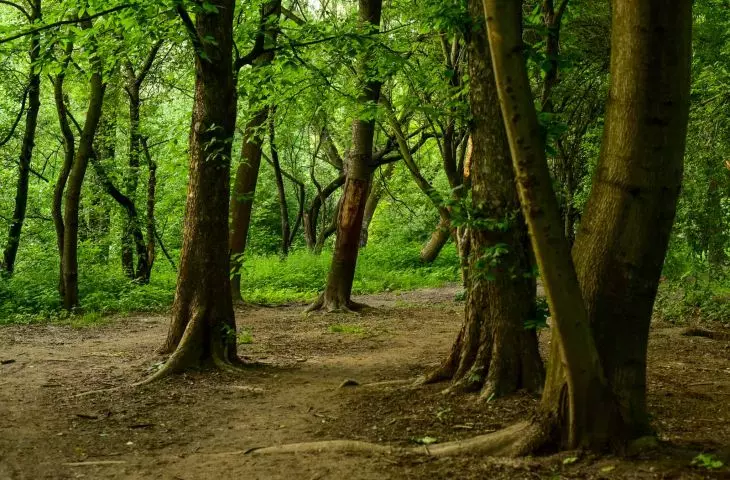 Park przed rozpoczęciem prac 