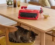 Tiger the cat is also a resident