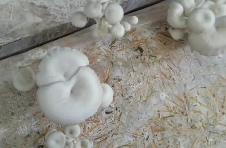 mycelium insulation panels