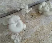 mycelium insulation panels