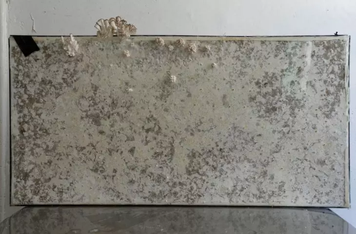 mycelium insulation panels