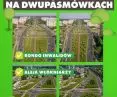 Posters promoting a project to plant 20,000 trees in Lodz.