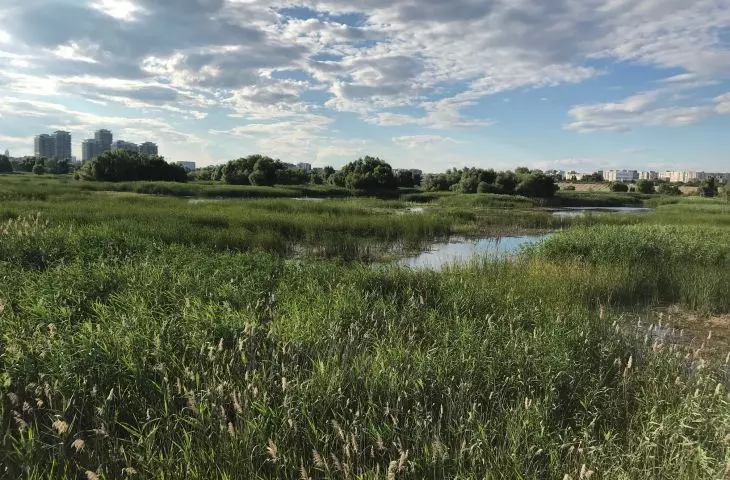 Parc Natural Văcărești