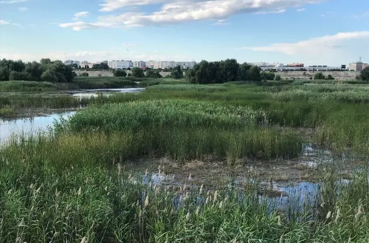 Parc Natural Văcărești