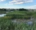 Parc Natural Văcărești