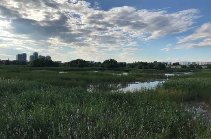 Parc Natural Văcărești