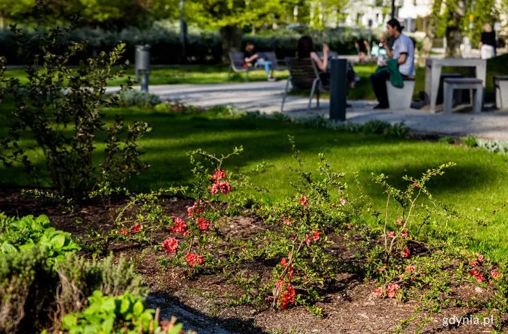 Greenery in the Central Park