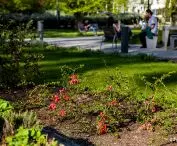 Greenery in the Central Park