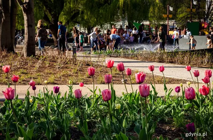Tulips in Central Park 