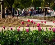 Tulipany w Parku Centralnym 