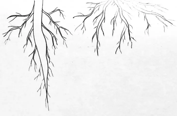 Kori, design sketches, root inspiration