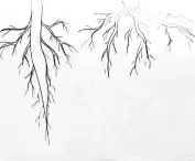 Kori, design sketches, root inspiration