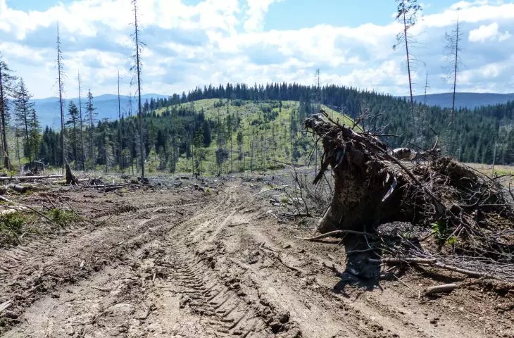 Deforestation