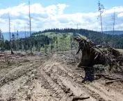 Deforestation