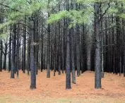 Cultivation of trees