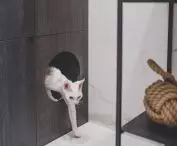 bathroom detail