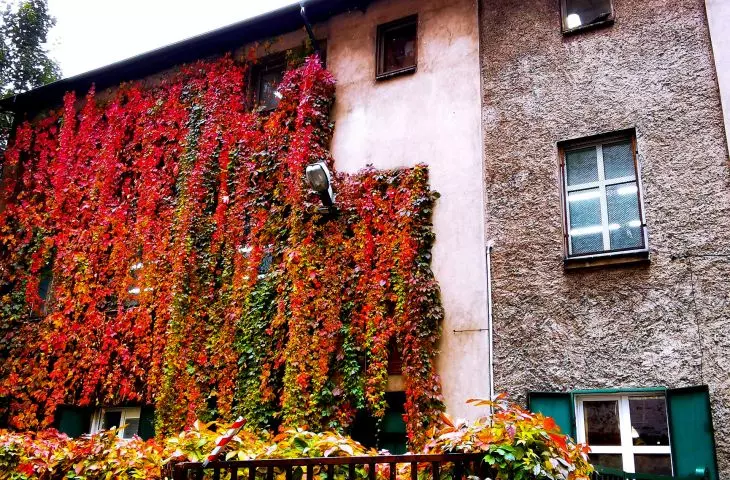 An example of vines on a building.