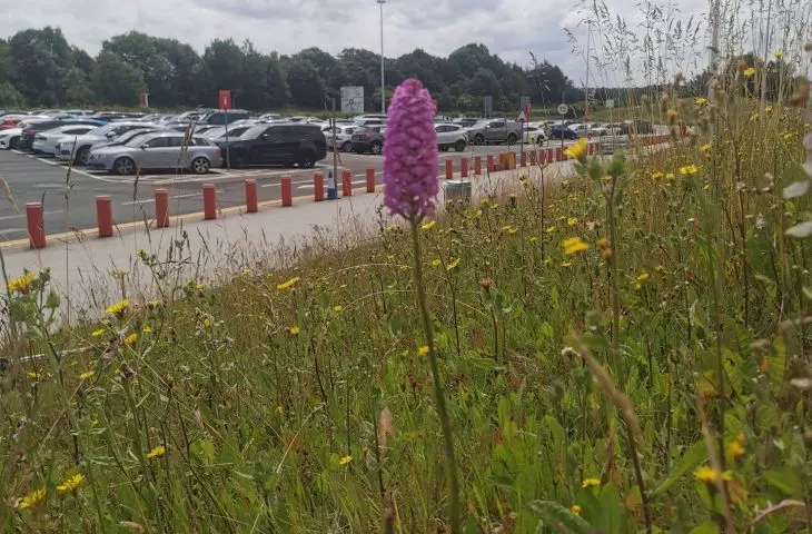 A meadow at Stanstead airport (near London)