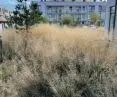 Beaufort estate - tall grasses