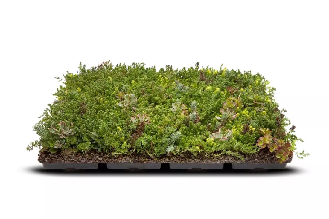 System TUNDRA PACK to
idealne rozwiązanie dla osób chcących zagospodarować swój własny <span style='color: var(--color-header);'><span style='color: var(--color-header);'><span style='color: var(--color-header);'><span style='color: var(--color-header);'>dach</span></span></span></span> zielenią - garaż, dom, altanę itp.