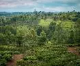 GEZE agro-forestry forest