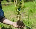 GEZE trees are planted and managed by local small farmers