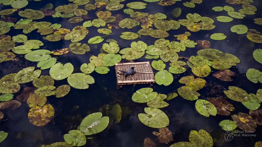 platforma lęgowa