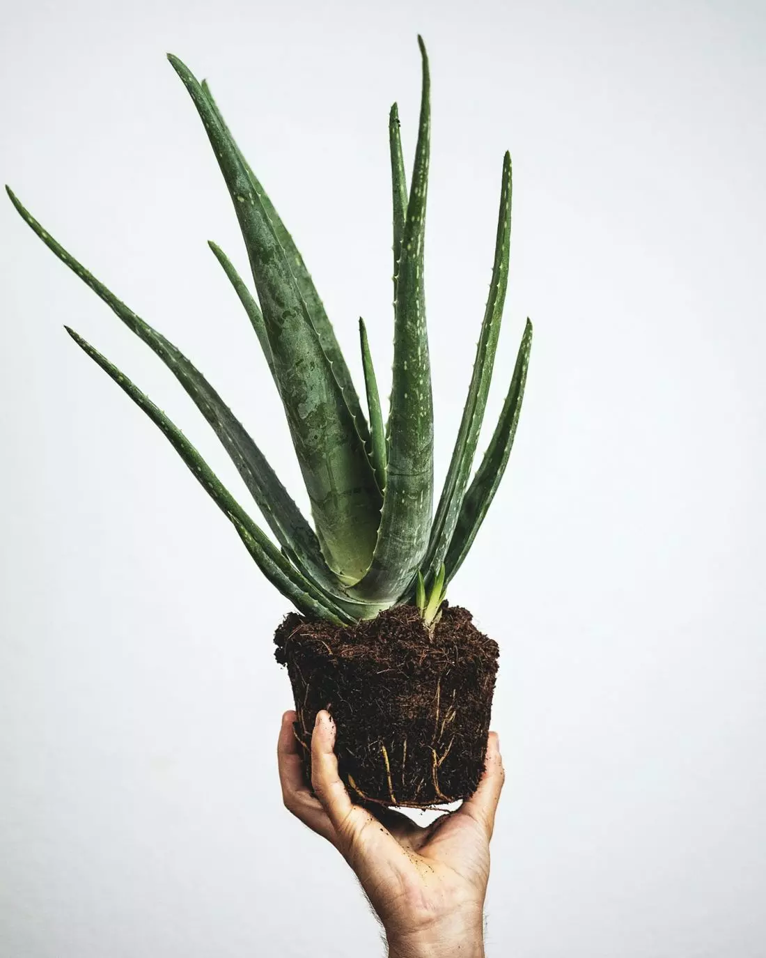 Aloes