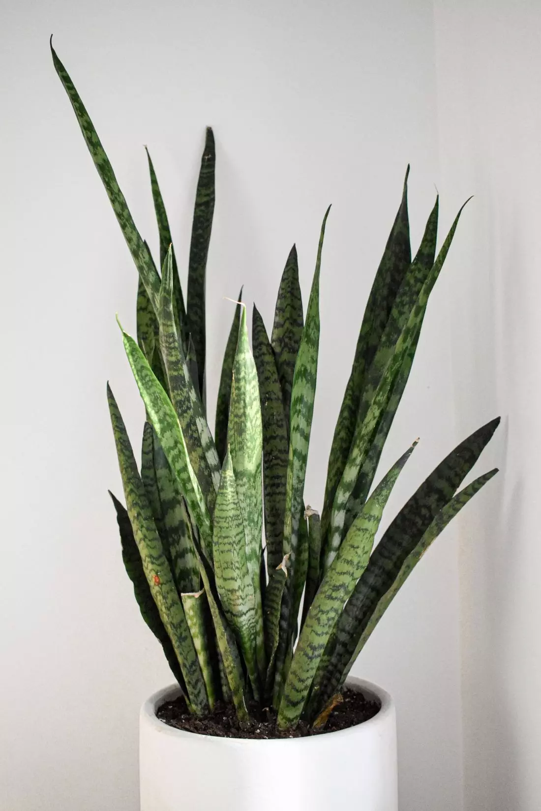 Sansevieria gwinejska jest
rośliną niewymagającą, łatwą w uprawie oraz odporną na suszę.
