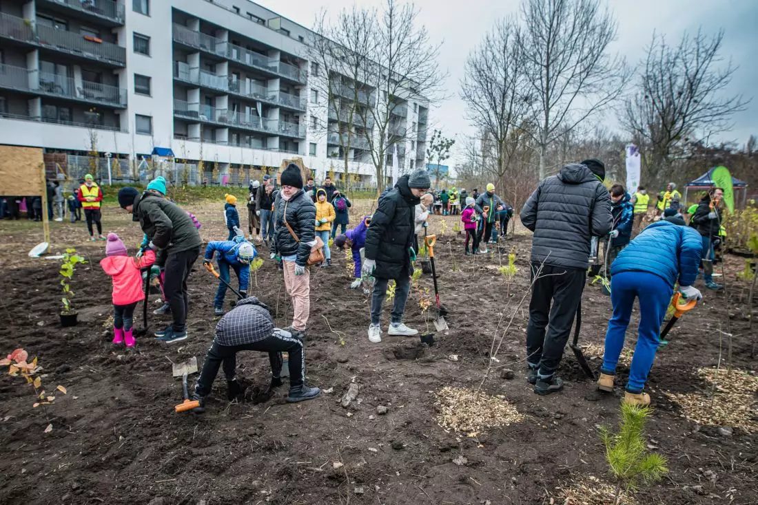 proces sadzenia zieleni przy
poznańskiej realizacji