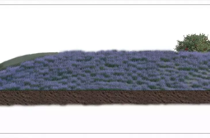 Lavender as a cure for insomnia - for one of the effects of excessive use of the net - also repels mosquitoes, and in a place like the meadow will work great.