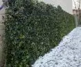 Green ivy walls