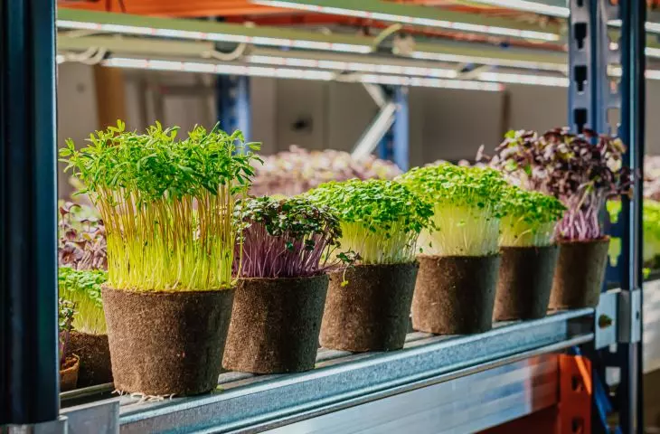 Urban vertical farms