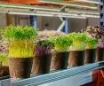 Urban vertical farms